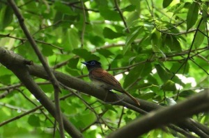 サンコウチョウ♀