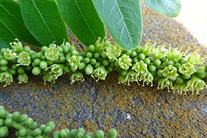 黄緑の花が房状につく