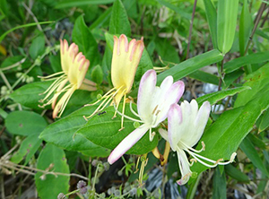 白い花が二つと黄色くなった花が二つ