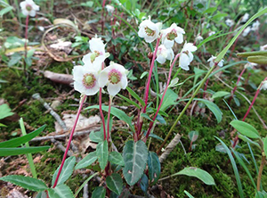 白いウメに似た花