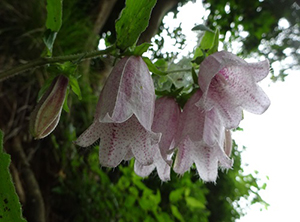 下向きの花、白地に紫の斑点