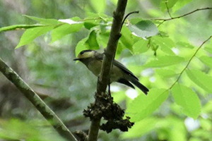 木に止まるヤマガラ幼鳥