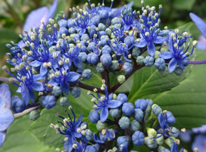 紫色の花が多数つく