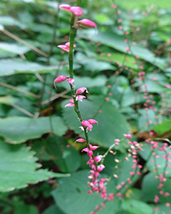 赤紫の花