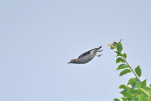 枝先から飛び降りる