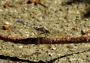 木の枝に止まる