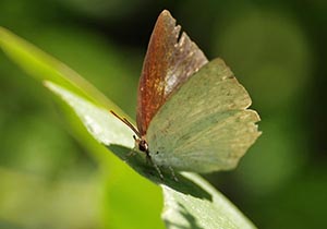 葉に止まる