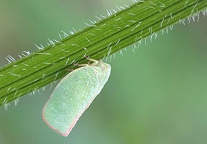 茎に止まる