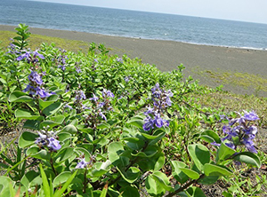 紫の花