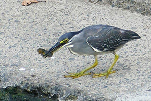 餌を獲ったところ