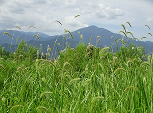 エノコログサの背景に大山