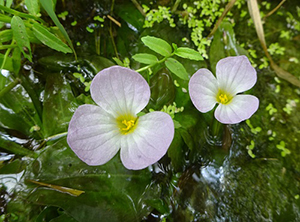 薄紫の花