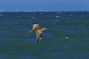 海上を飛ぶ