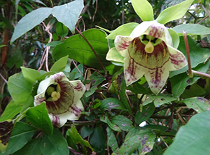 白地に紫の斑点のある花