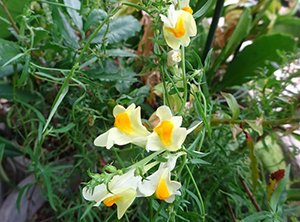 白地に黄色の花