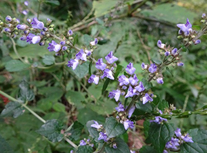 薄紫の小さな花