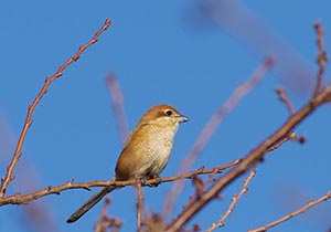 枝に止まるモズ