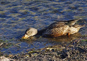 水草を食べるハシビロガモ