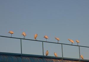 夕日に染まる橋の上に止まるコサギ