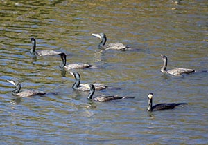 川面を泳ぐカワウの群れ