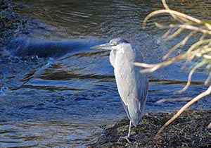 川岸に立つアオサギ