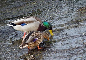 水草を食べるマガモ