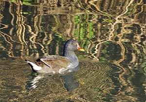 川面に浮かぶバン