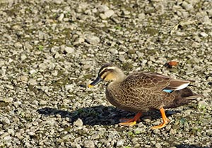 河原を歩くカルガモ