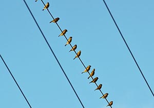 電線に止まるカワラヒワの群れ