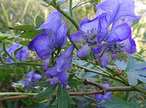 薄紫の花