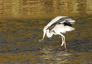 魚を獲ったアオサギ