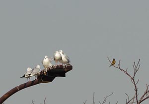 電灯に止まるユリカモメと枝に止まるカワラヒワ