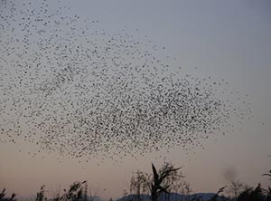 集団で空を移動する