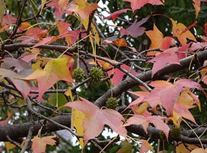 紅葉した葉と実