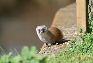 コンクリート壁上からこちらを見るイタチ