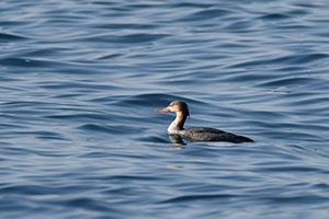波間に浮かぶウミアイサ