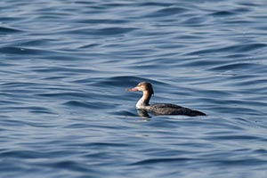 波間に浮かぶウミアイサ