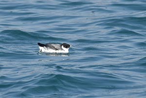 波間に浮かぶウミスズメ