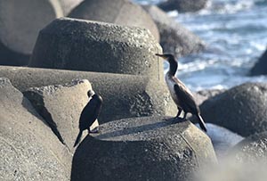 テトラポッドの上のヒメウとウミウ