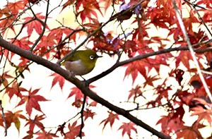 紅葉を背景にした枝に止まるメジロ