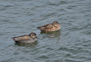 川面に浮かぶオカヨシガモペア