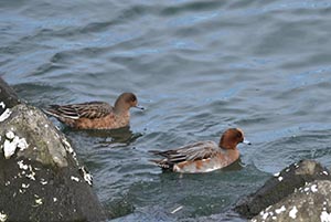 川面に浮かぶヒドリガモペア