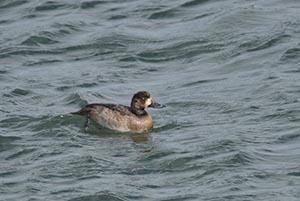 川面に浮かぶスズガモ一羽