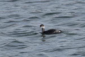 川面に浮かぶハジロカイツブリ一羽