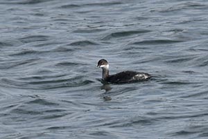 川面に浮かぶハジロカイツブリ一羽