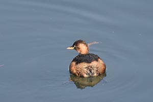 川面に浮かぶカイツブリ一羽