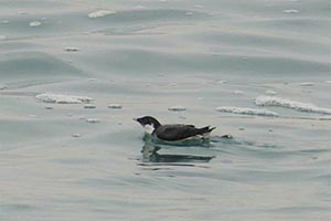 波間に浮かぶウミスズメ