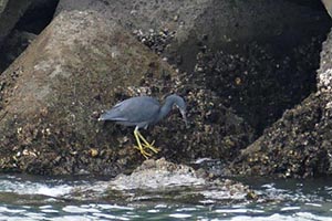 消波ブロックに止まるクロサギ