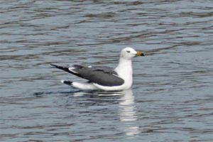 波間に浮かぶウミネコ