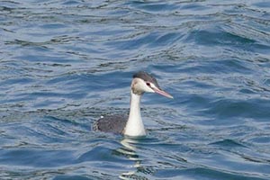 波間に浮かぶカンムリカイツブリ